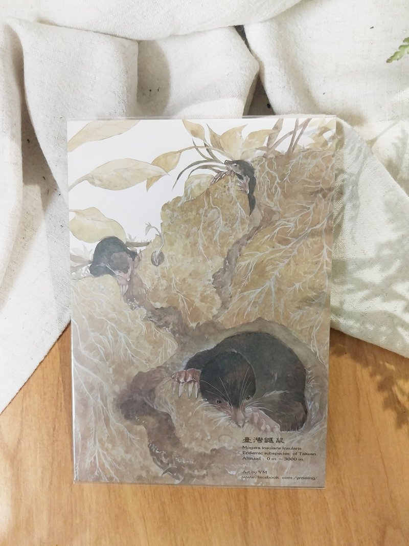 Mole - Taiwan's unique animal series - unique subspecies Taiwan postcard - การ์ด/โปสการ์ด - กระดาษ 