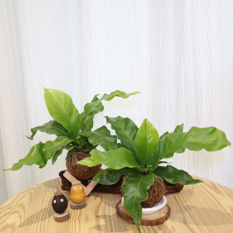 |山蘇苔球| 贈送塑膠底座 / 植男人紳 手作苔球 - 植栽/盆栽 - 植物．花 綠色