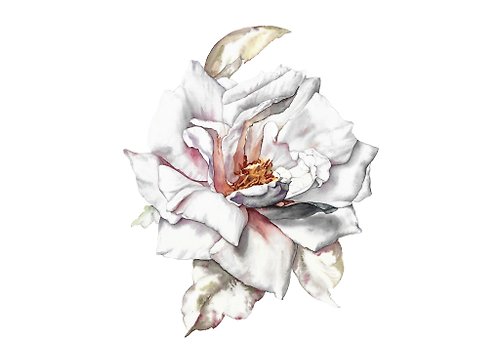 Inspiration White rose flower
