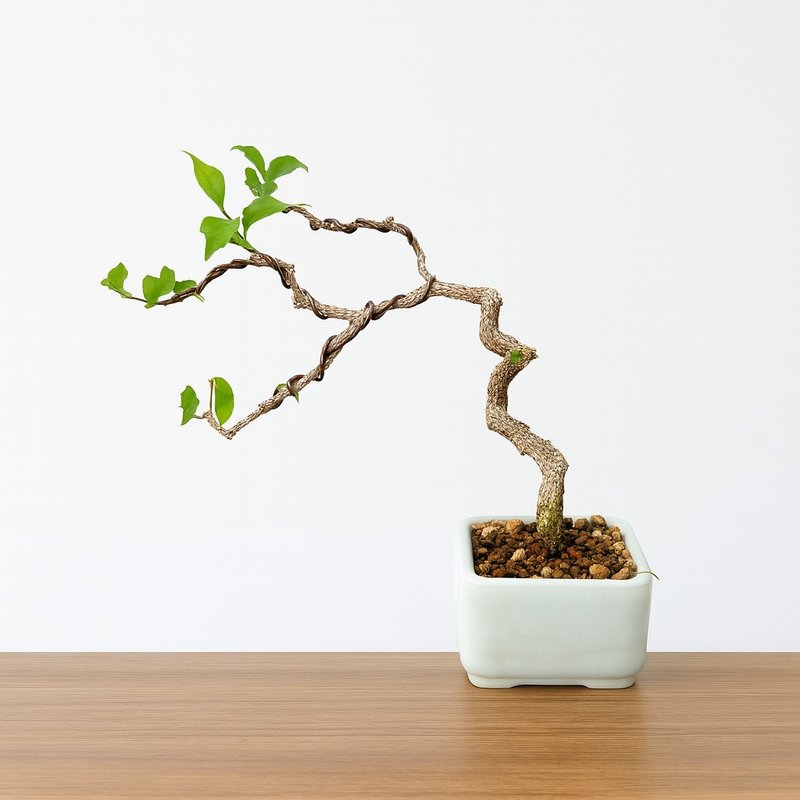小品盆栽・李氏櫻桃 - 盆栽/植栽 - 植物．花 