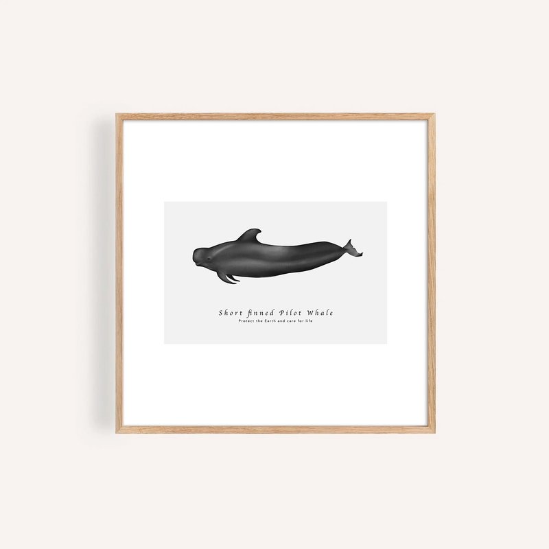 短肢領航鯨 Short-finned Pilot Whale / 海洋動物插畫掛畫 - 海報/掛畫/掛布 - 紙 