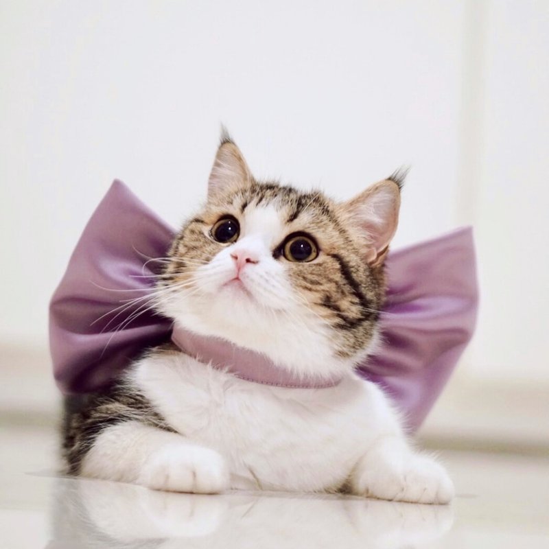 Pet collar, Toodle Galore model, purple cat bow - 項圈/牽繩 - 其他材質 