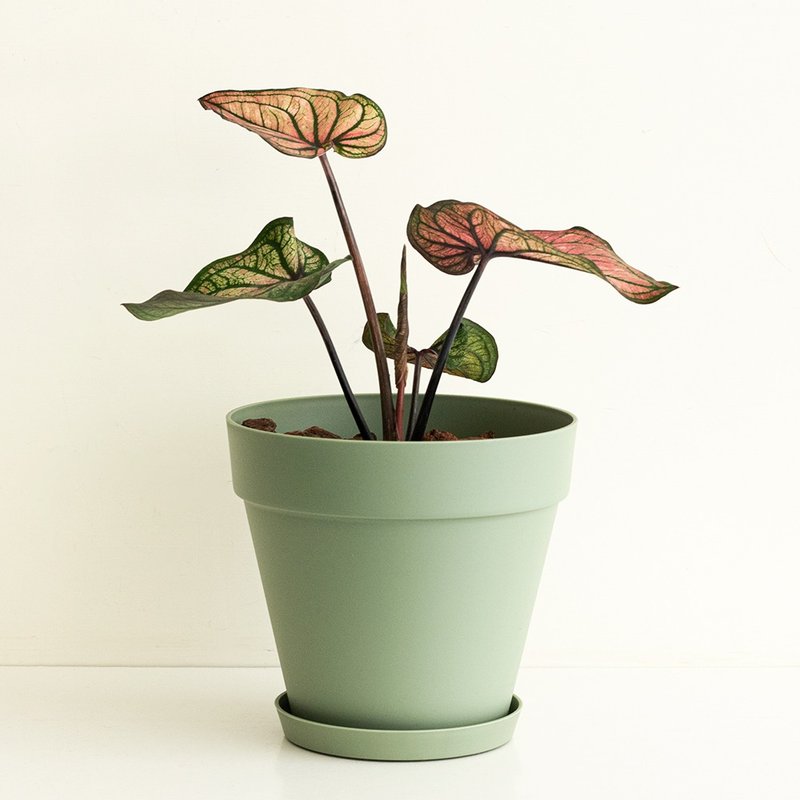 !季節限定! Venus 彩葉芋大植栽 - 盆栽/植栽 - 植物．花 