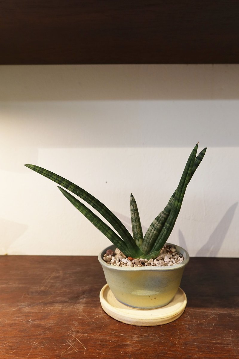 Small puddle│bergamot tiger tail orchid - Plants - Pottery 