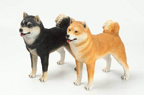 Hayu プレート　柴犬 価格の安い【NEW】10/20撮影！柴犬✨♂ / ペットショップ