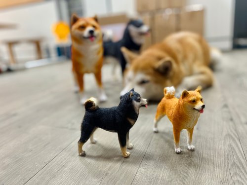 Hayu プレート　柴犬 Hayu プレート 柴犬 Hayu プレート 柴犬