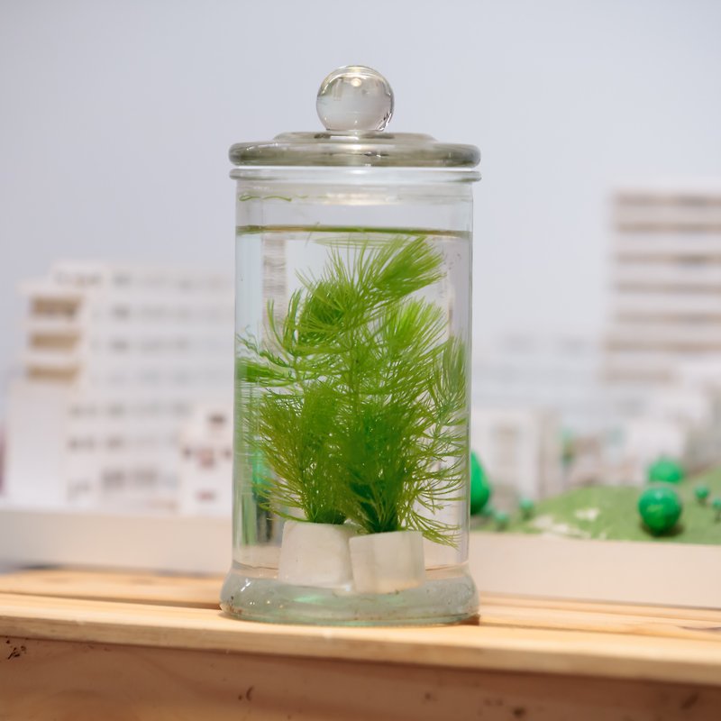 Micro King design - medium glass jars plants - Plants - Glass Green