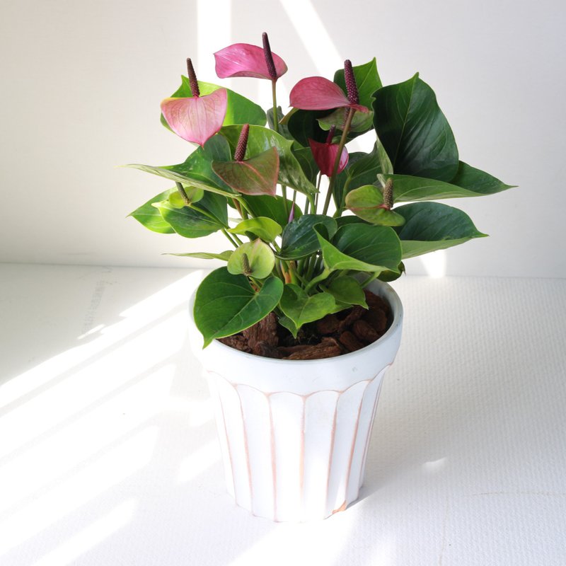 植栽 盆栽 l 小藍莓火鶴花(大盆)  室內植物 辦公室盆栽 開幕盆栽 - 盆栽/植栽 - 陶 