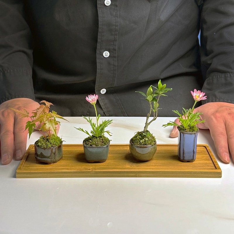 苔蘚拇指盆 / 豆盆 / 微景觀 / 療癒 / 空氣過濾 - 植栽/盆栽 - 植物．花 