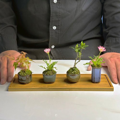 本草崗木 苔蘚拇指盆 / 豆盆 / 微景觀 / 療癒 / 空氣過濾