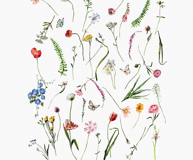 North American Wildflowers Watercolor Clipart Flowers of 