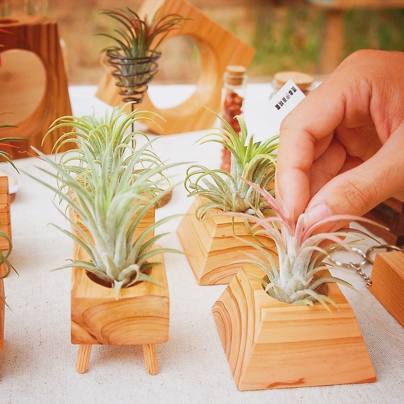 Wooden air pineapple base with plant empty pineapple flower container - ตกแต่งต้นไม้ - พืช/ดอกไม้ 