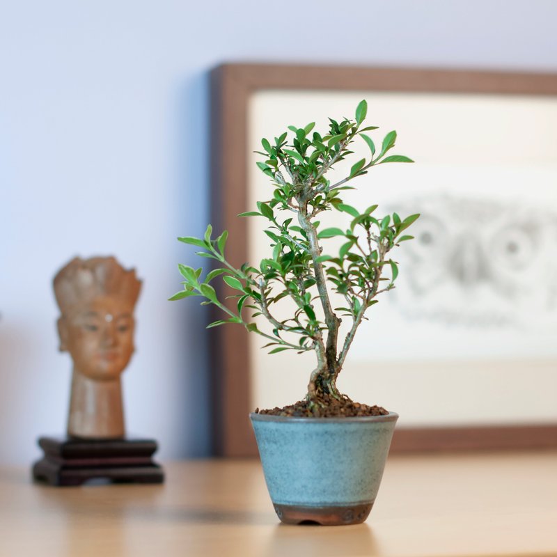 【迷你盆栽】紫丁香 雅緻盆栽 居家擺設 - 盆栽/植栽 - 植物．花 