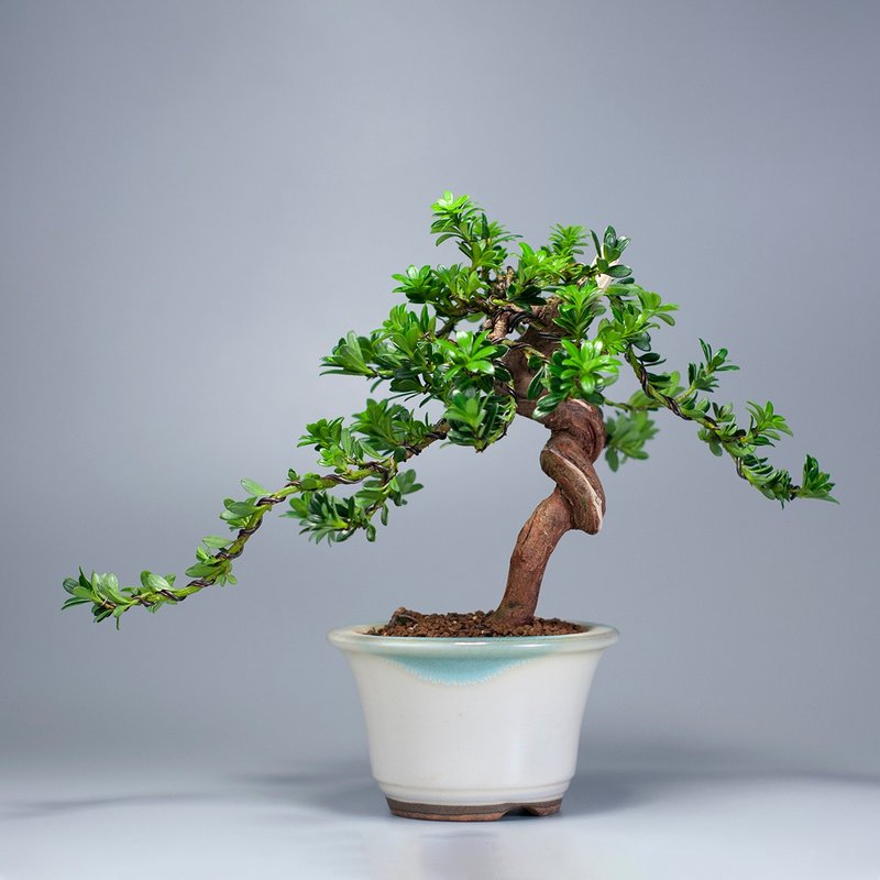 [Gift Recommendation] Green Diamond Podocarpus Premium Bonsai Space Decoration - ตกแต่งต้นไม้ - พืช/ดอกไม้ 