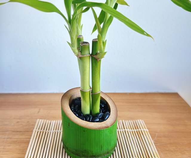 純粋な天然の和風風竹、竹製禅の幸運の竹、日本風の幸運の鉢植え
