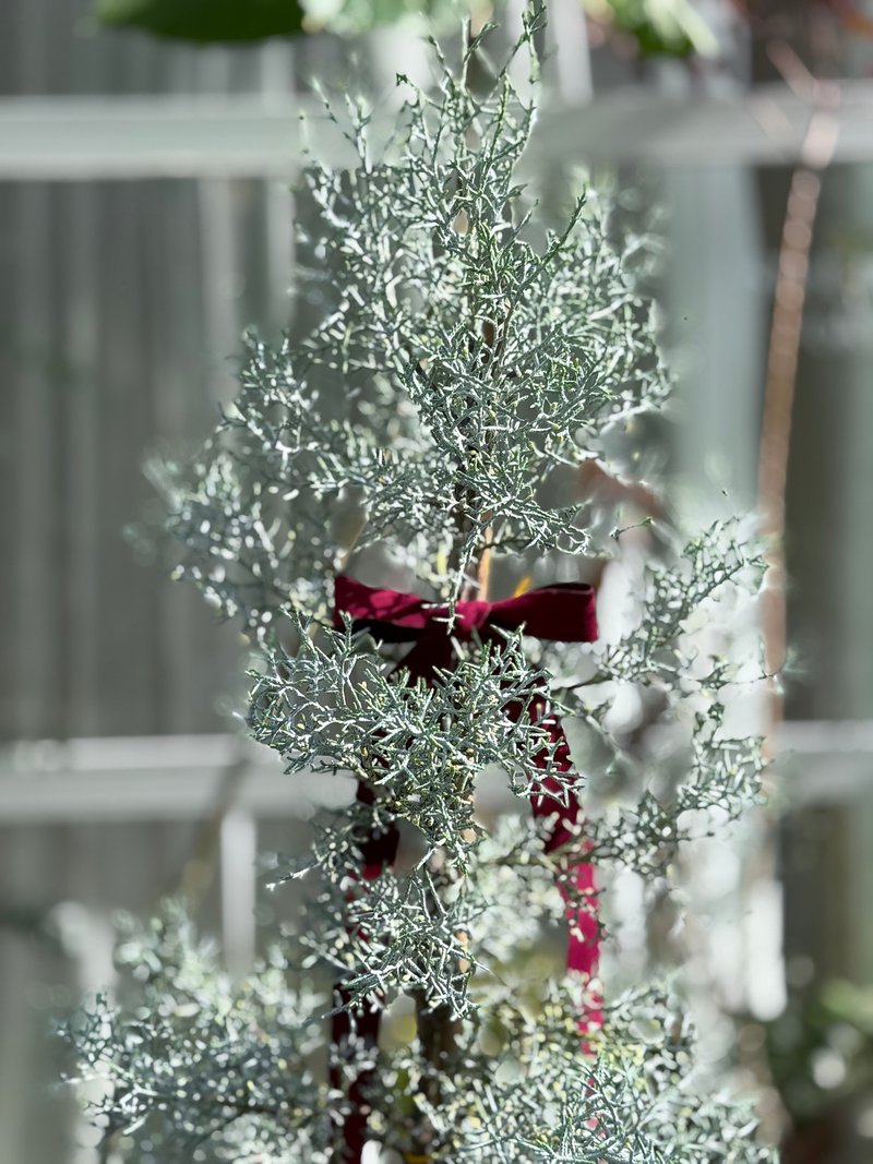 Christmas gift Christmas tree L blue ice cedar exchange gift - Plants - Plants & Flowers 