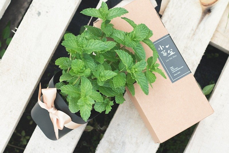 Dutch Spearmint-Vanilla Potted Gift - Plants - Plants & Flowers Green