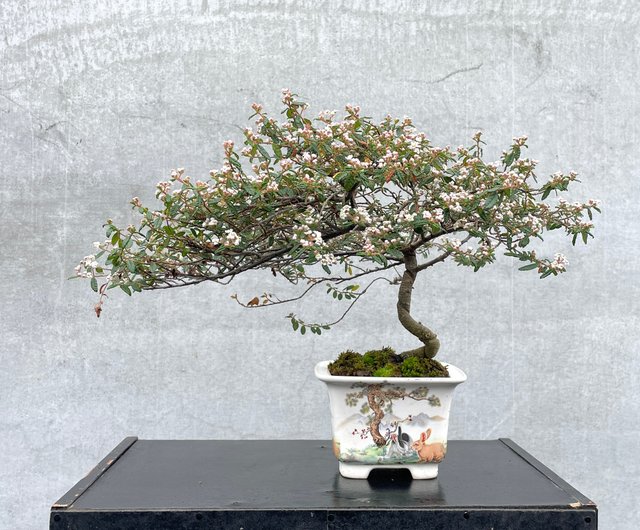 小品盆栽-日本天皇梅稀有客訂勿下單野趣小品盆栽Rustic Charm Bonsai