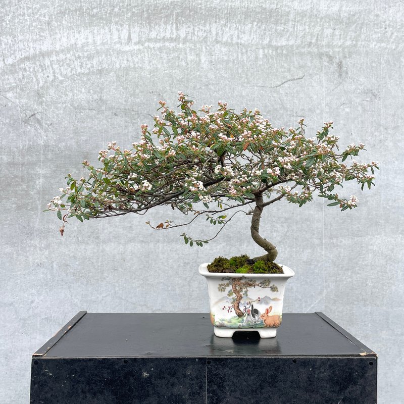 小品盆栽-日本天皇梅 盆景 送禮 稀有 - 植栽/盆栽 - 植物．花 
