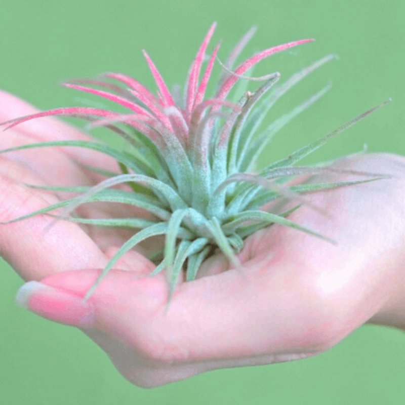 兩大兩小空氣鳳梨 - 盆栽/植栽 - 其他材質 綠色