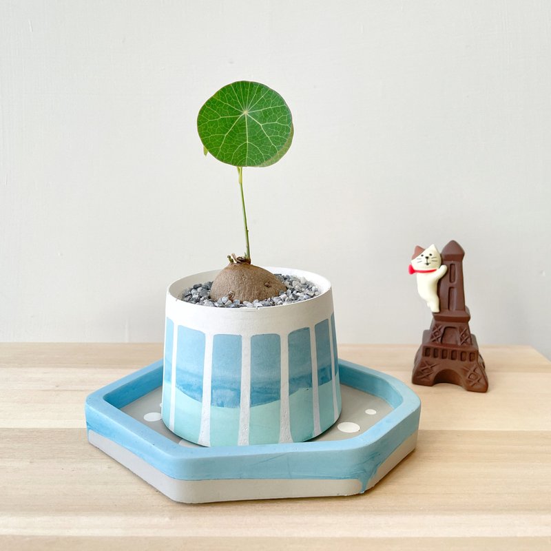 Round Leaf Mountain Turtle • Ocean line Cement potted plant can be customized with English letters - Plants - Cement Blue