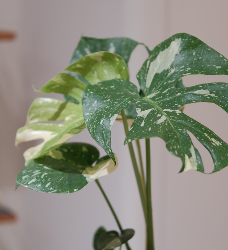 Thai spotted turtle taro - Plants - Plants & Flowers 