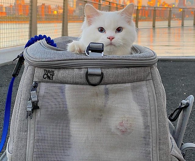 TRAVELCAT Cat Travel Pet Backpack Convertible Panoramic Window for