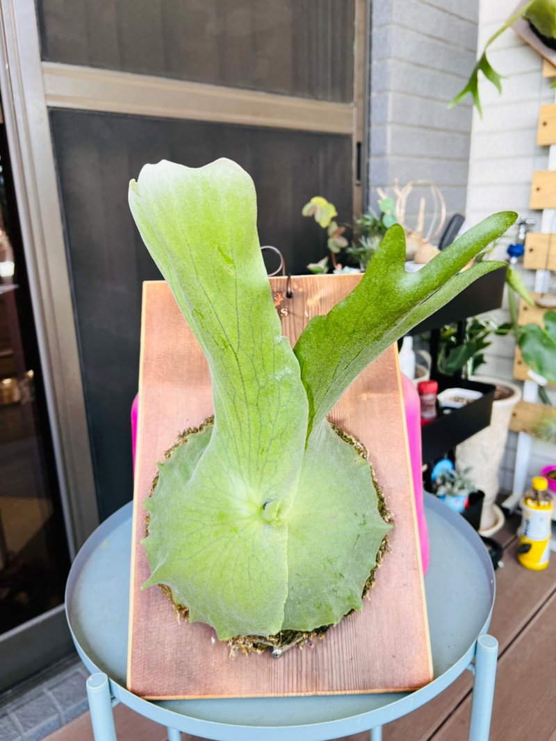 何其美鹿角蕨上板  森林系壁植 畢業  新居落成 開幕誌慶禮 - 盆栽/植栽 - 木頭 咖啡色