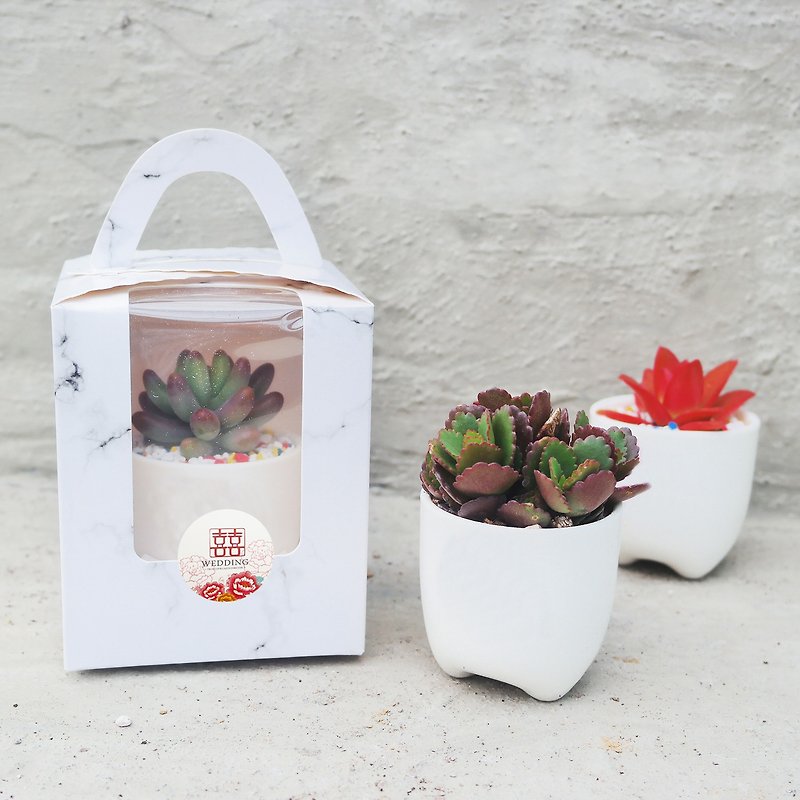 【Doudou Succulents】│Gifts│Succulent plants│Wedding favors│-2-inch white porcelain pot set-50 pots 1 set - Plants - Plants & Flowers 