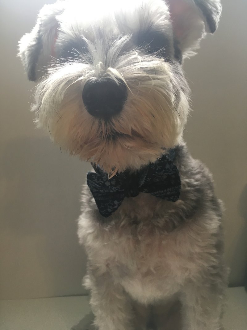 Pet Bow Tie 寵物領結 煲呔 - 項圈/牽繩 - 真皮 藍色