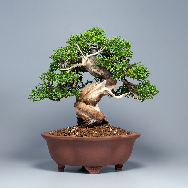 【日本植物】系魚川真柏 精品盆栽 送禮推薦 - 盆栽/植栽 - 植物．花 