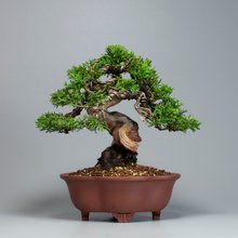 ajisawa 真柏 盆栽2 ソナレ盆栽！ ajisawa ソナレ 盆栽