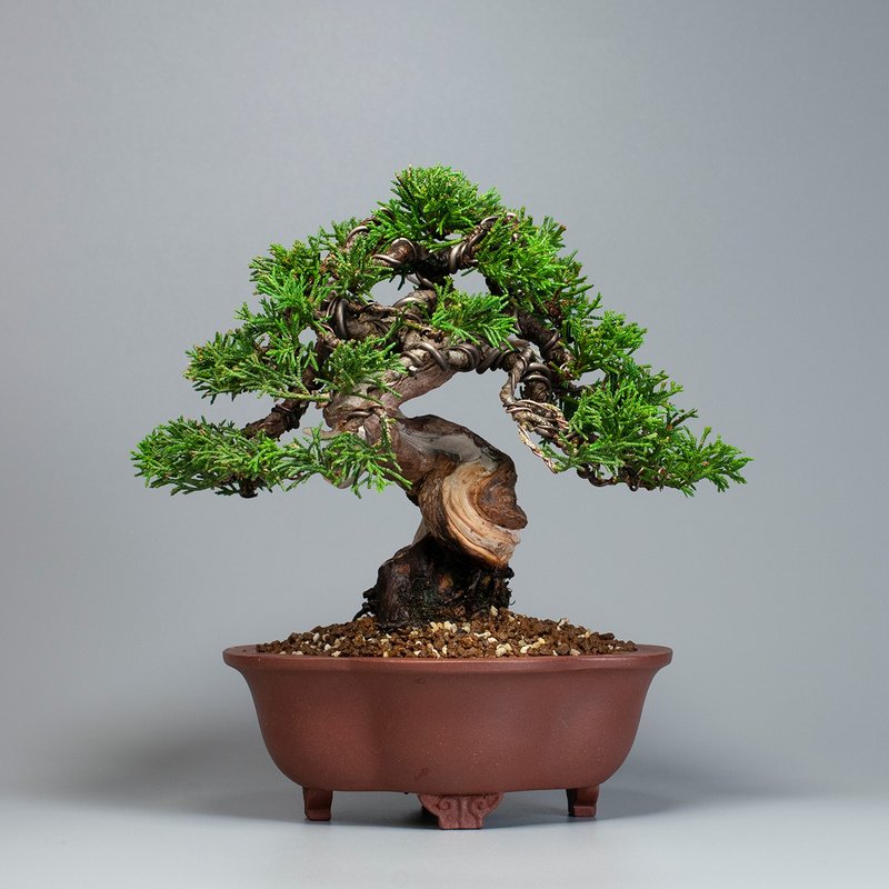 【日本植物】系魚川真柏 精品盆栽 送禮推薦 - 盆栽/植栽 - 植物．花 
