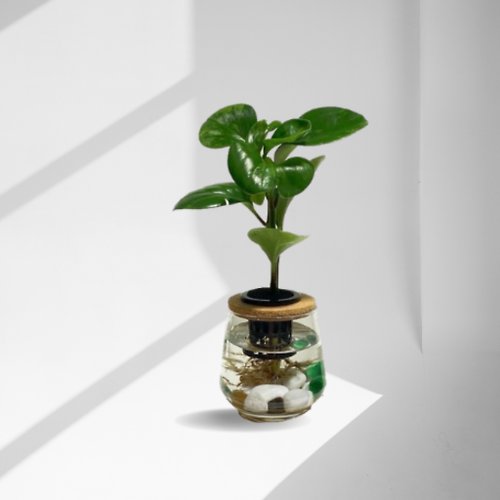 蕨美植栽 現貨 蕨美植栽 室內辦公室水耕植栽-圓葉椒草(發財樹)+弧形玻璃瓶