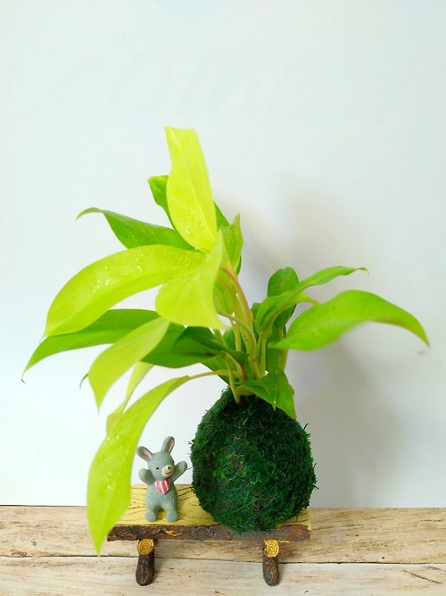 LuYiLife 綠藝生活 居家幸福苔球 苔玉 綠色水苔 五行幸運植物 陽光蔓綠絨