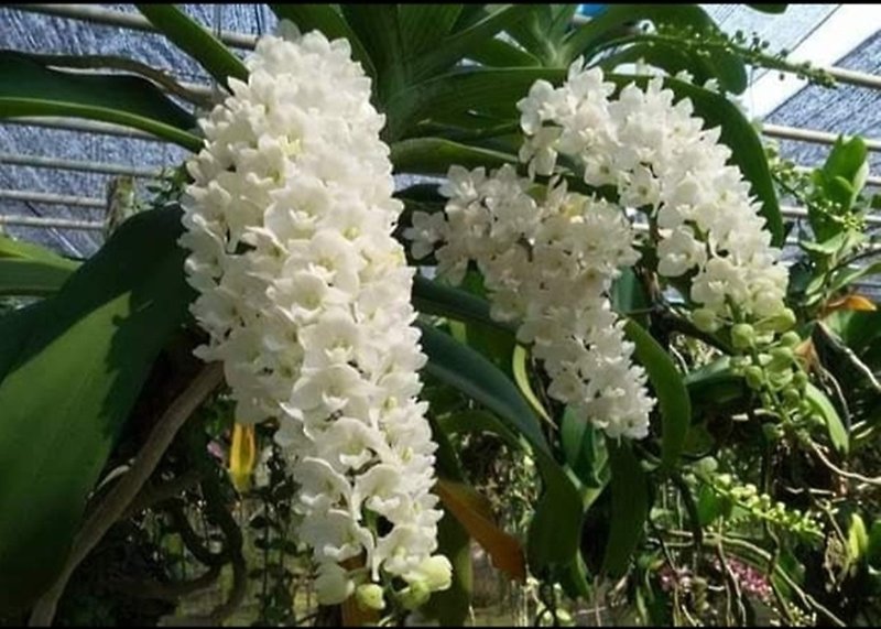 Rhynchostylis Gigantea White Orchid flask - ตกแต่งต้นไม้ - พืช/ดอกไม้ ขาว