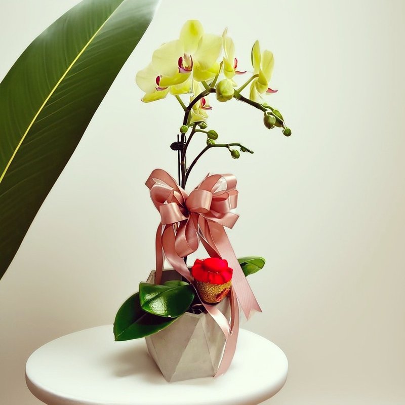 Wasami Phalaenopsis Textured Gift Opening New Home Feng Shui Decoration - ตกแต่งต้นไม้ - พืช/ดอกไม้ 