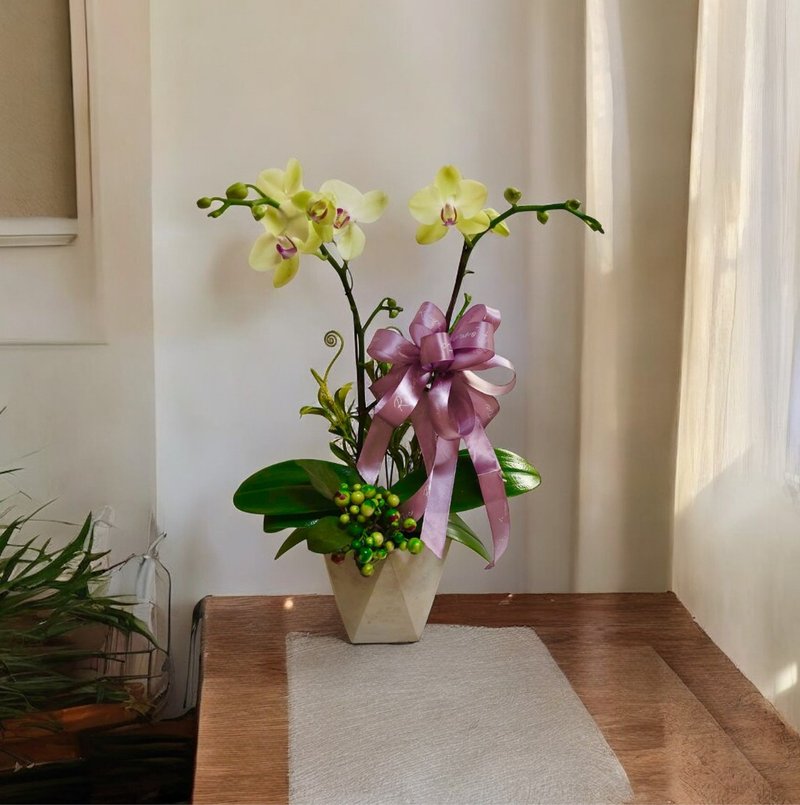 哇沙米蝴蝶蘭 質感送禮開幕新居風水擺設 - 盆栽/植栽 - 植物．花 