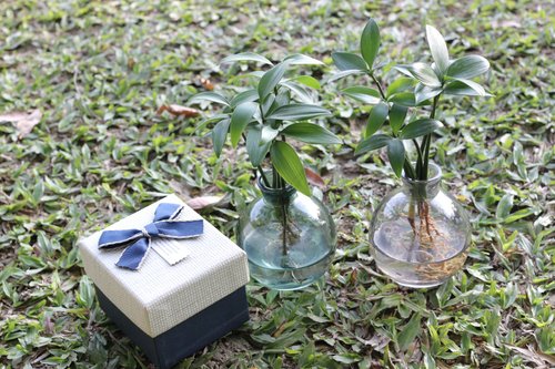 水耕栽培│竹サイプレス - ショップ slowplant 観葉植物 - Pinkoi