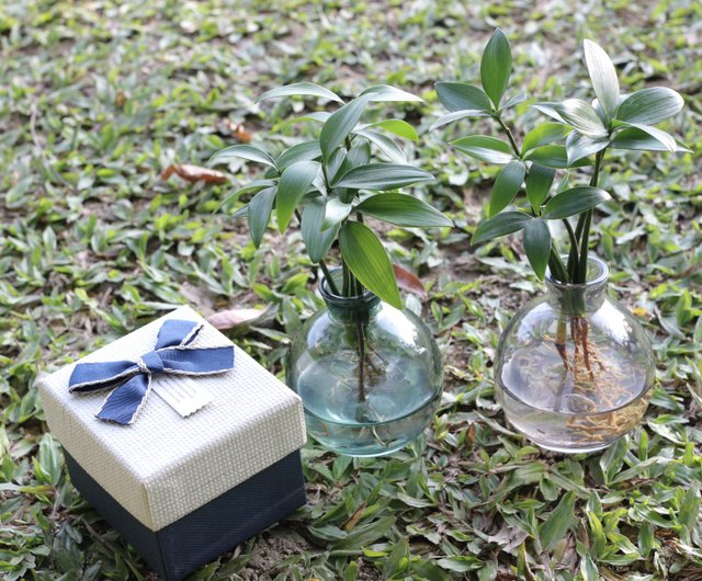 水耕栽培│竹サイプレス - ショップ slowplant 観葉植物 - Pinkoi