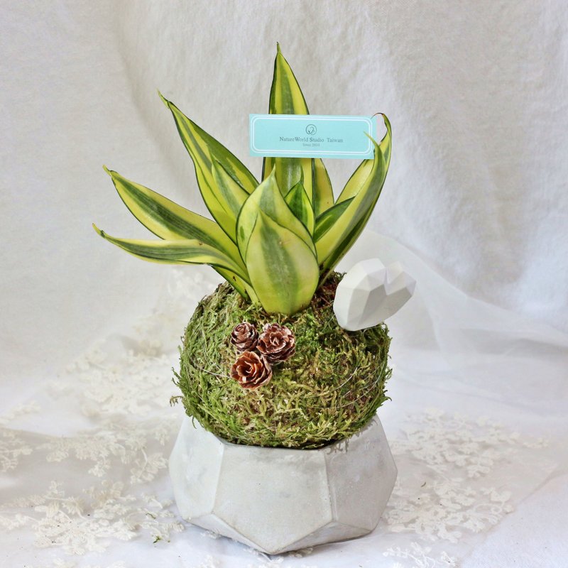 Love Planet/Sansevieria + Cement basin + diffuser Stone[original ecology] - ตกแต่งต้นไม้ - พืช/ดอกไม้ สีเขียว