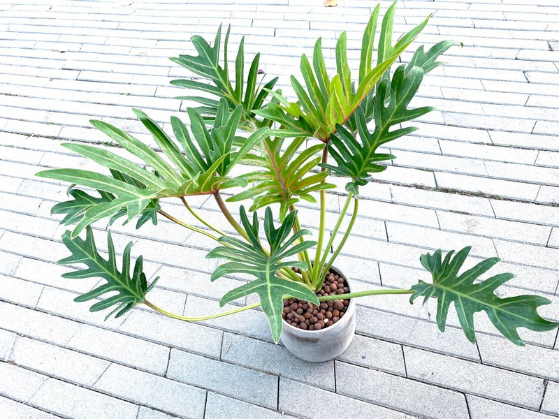 大盆奧利多 l 植栽 盆栽 室內植物 辦公室盆栽 居家生活 水泥盆栽 - 盆栽/植栽 - 水泥 