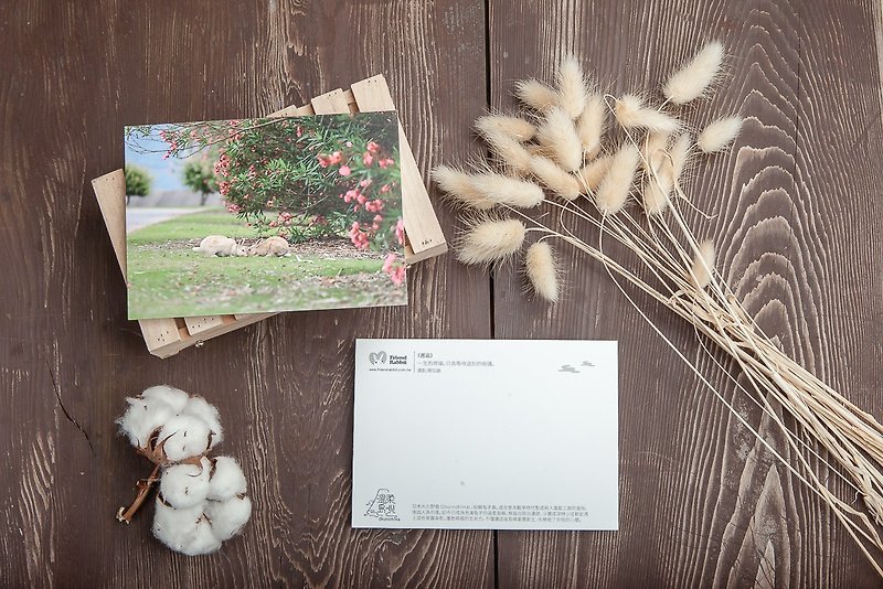 兔子攝影明信片- 邂逅 - 心意卡/卡片 - 紙 粉紅色
