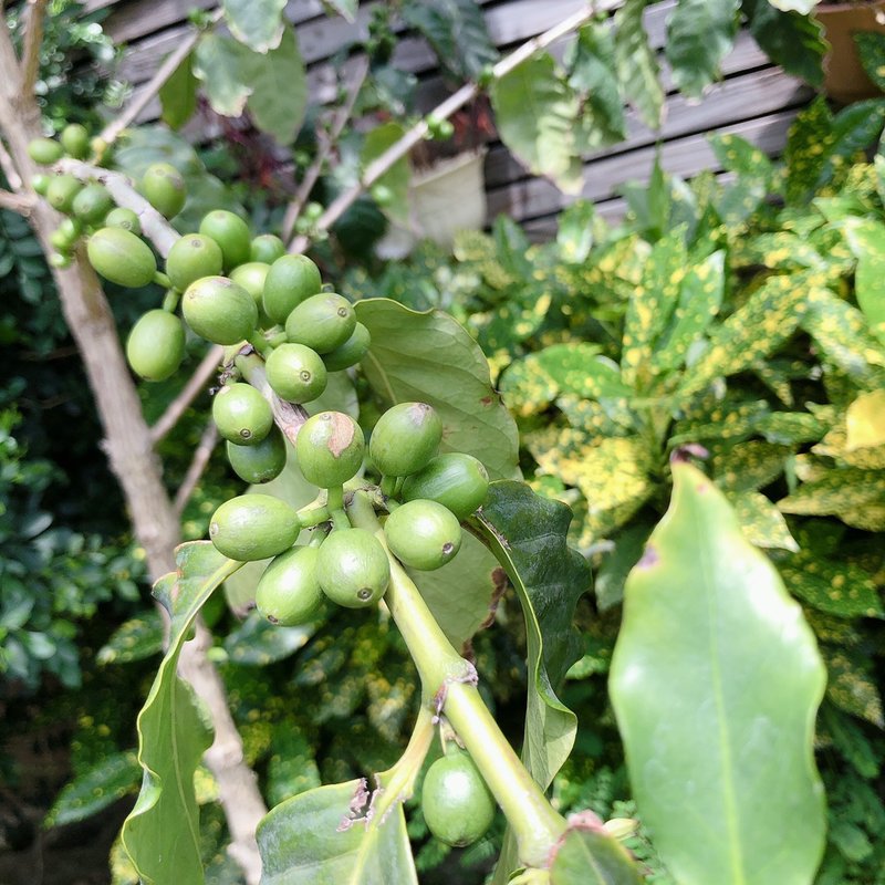Green coffee beans Panama Boquette lily washed flawless bean coffee - กาแฟ - วัสดุอื่นๆ 