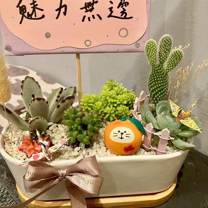大吉大利 橘子貓 台中 多肉組盆 多肉植物 日本decole 開幕慶祝 - 盆栽/植栽 - 植物．花 綠色