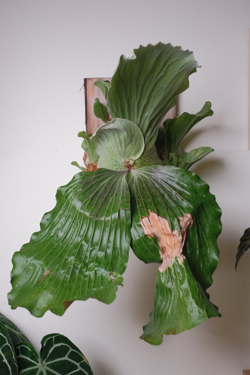 Elephant Ear Staghorn Fern/Staghorn Fern - ตกแต่งต้นไม้ - พืช/ดอกไม้ 