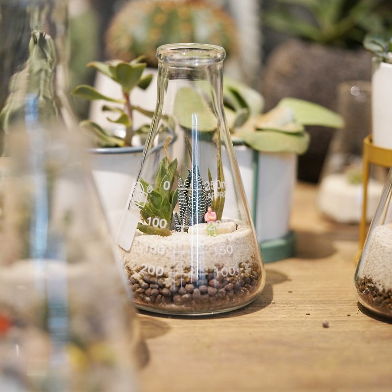 September·Weijing Design·Weijing Small World Creating Erlenmeyer Flask - Plants & Floral Arrangement - Plants & Flowers 