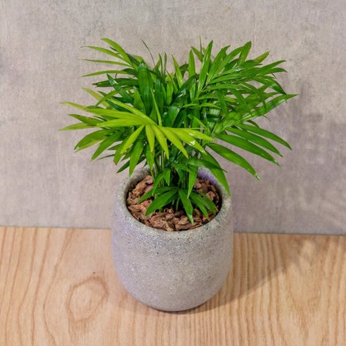 巧繪網植物館 袖珍椰子 桌上型水泥盆栽 觀葉植物 禮物 盆栽 交換禮物