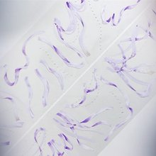 2025厳選】petテープ リボンの人気商品｜グローバル通販Pinkoi