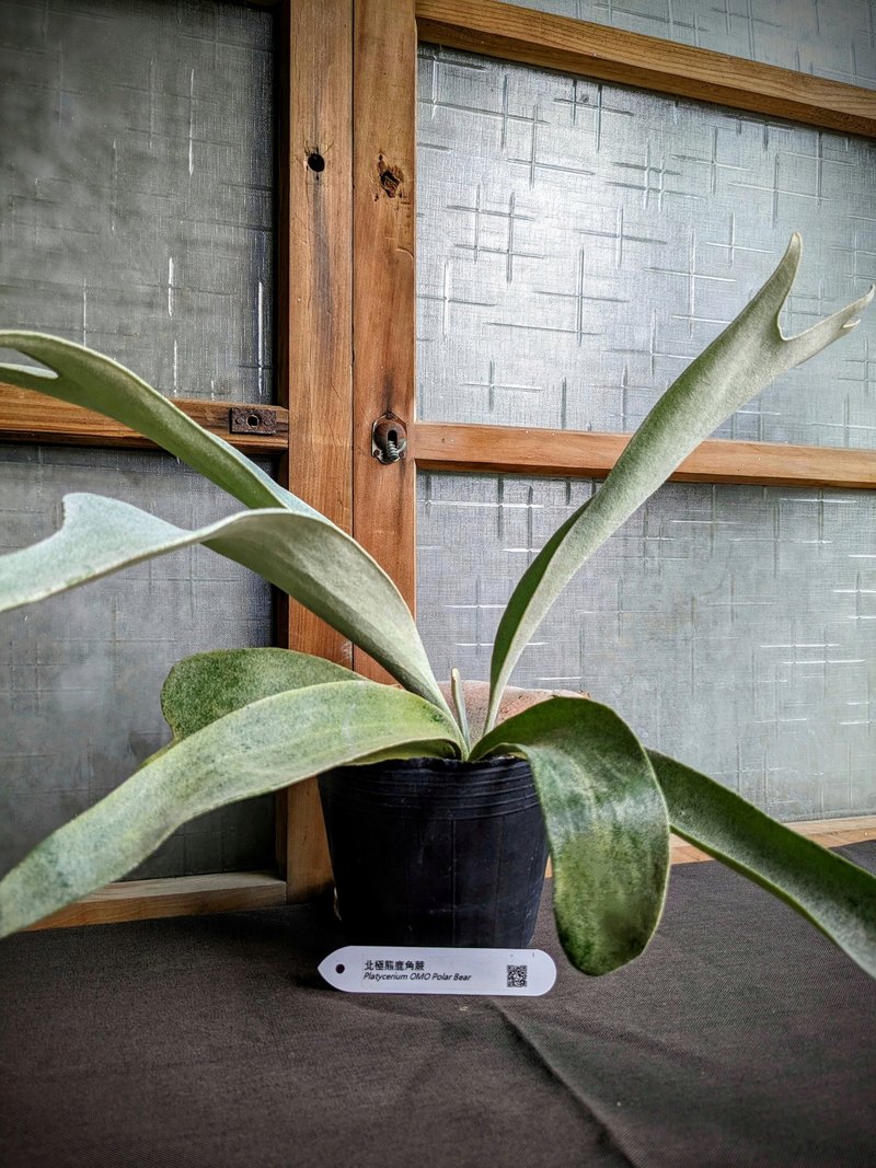北極熊鹿角蕨 Platycerium stemaria (P. Beauv.) Desv - 盆栽/植栽 - 植物．花 綠色